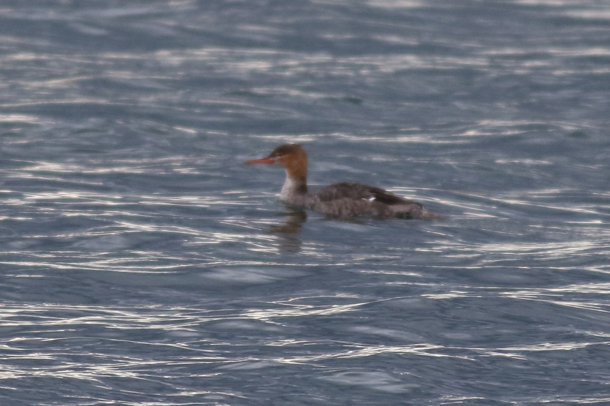 Red-breasted Merganser - ML620776137