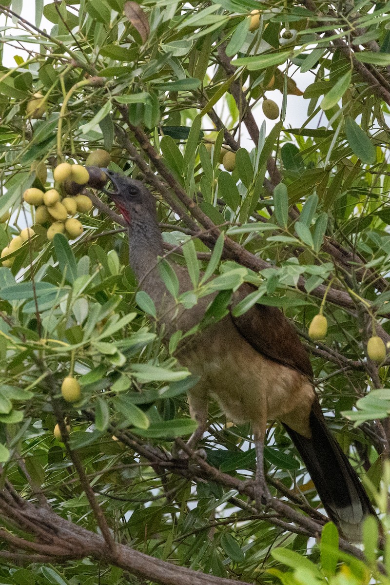 White-bellied Chachalaca - ML620776141