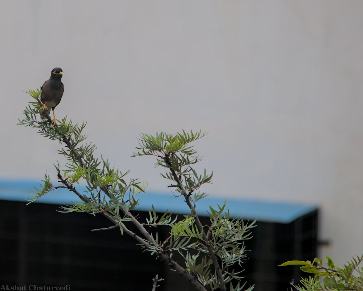 Common Myna - Akshat Chaturvedi