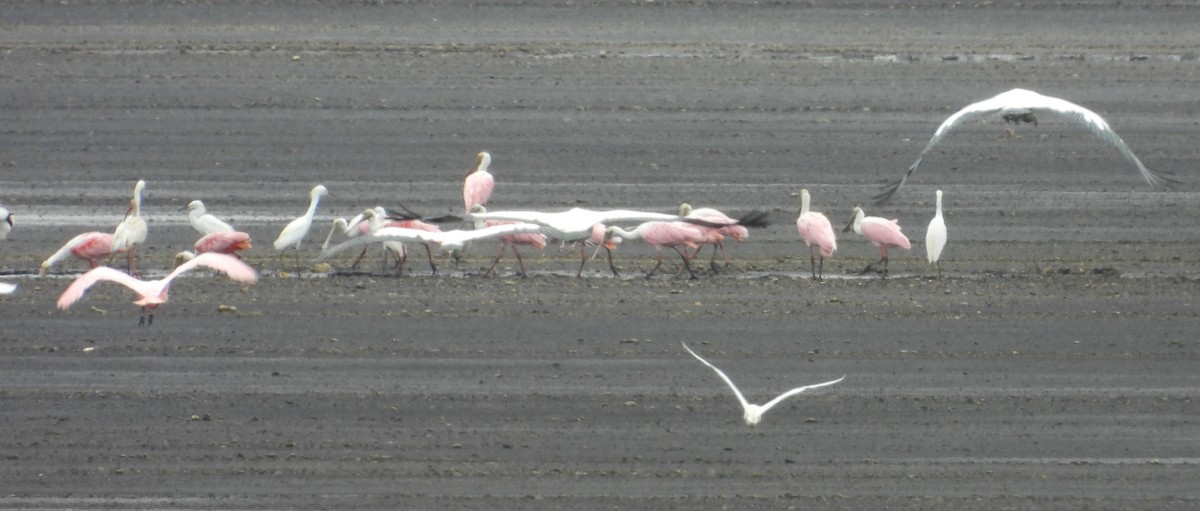 Roseate Spoonbill - ML620776143