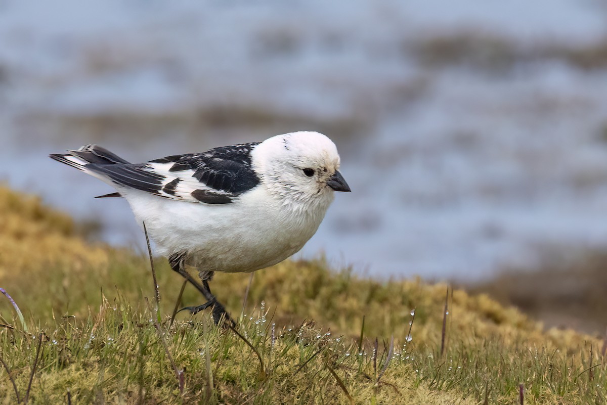 Snow Bunting - Greg Bodker