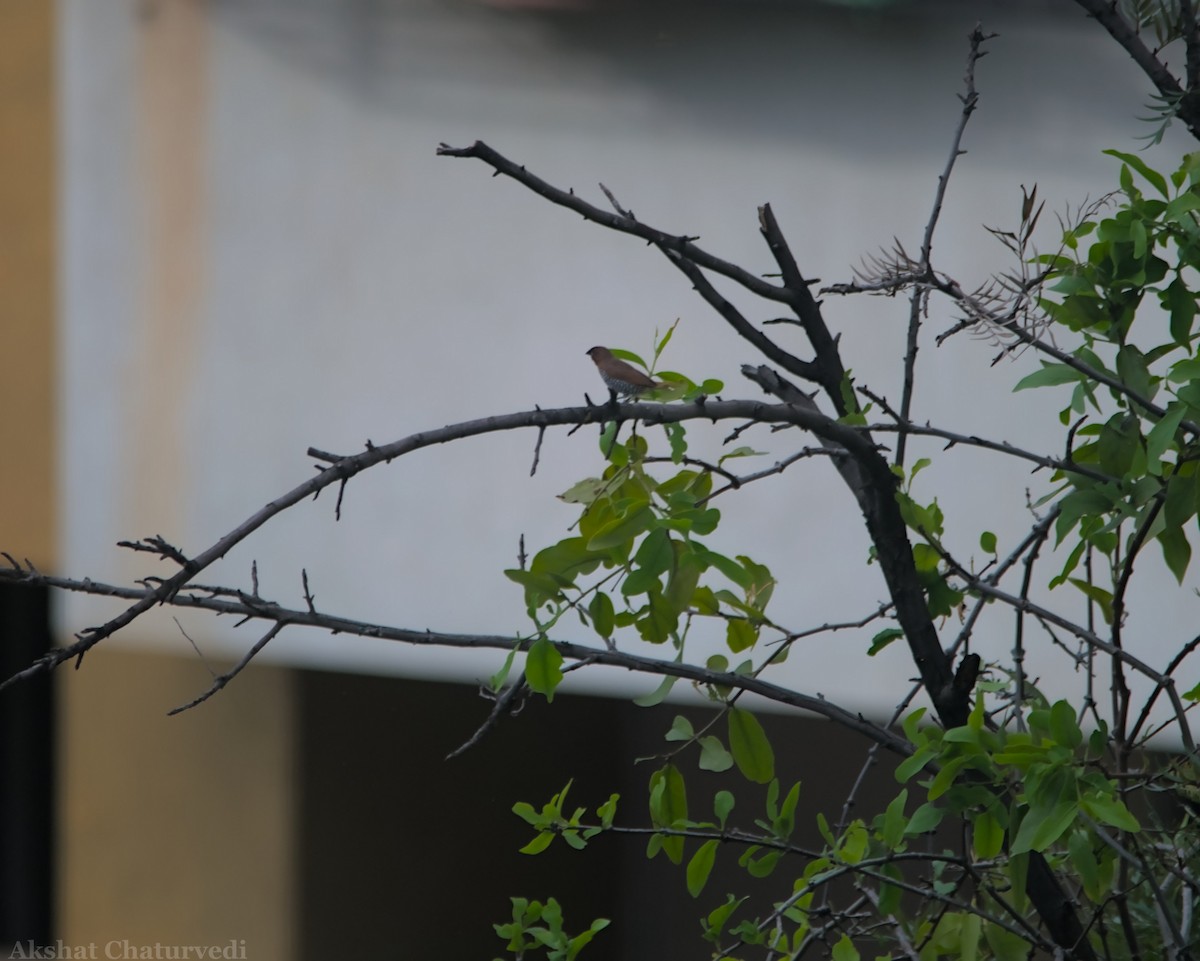 Scaly-breasted Munia - Akshat Chaturvedi