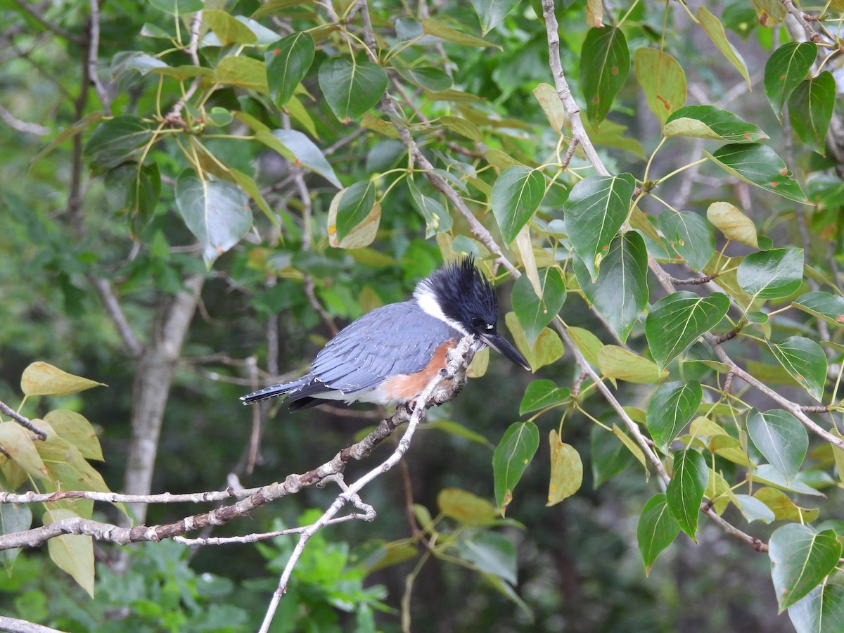 Belted Kingfisher - Mark Stevens