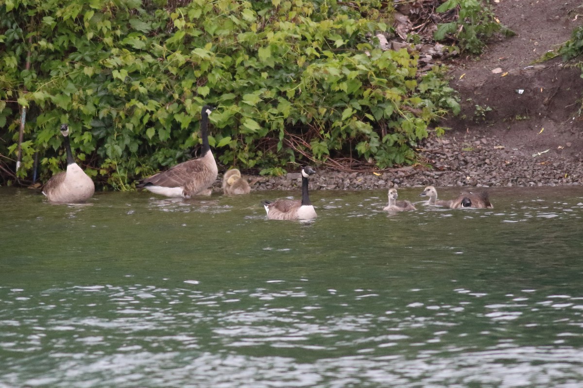 Canada Goose - ML620776154