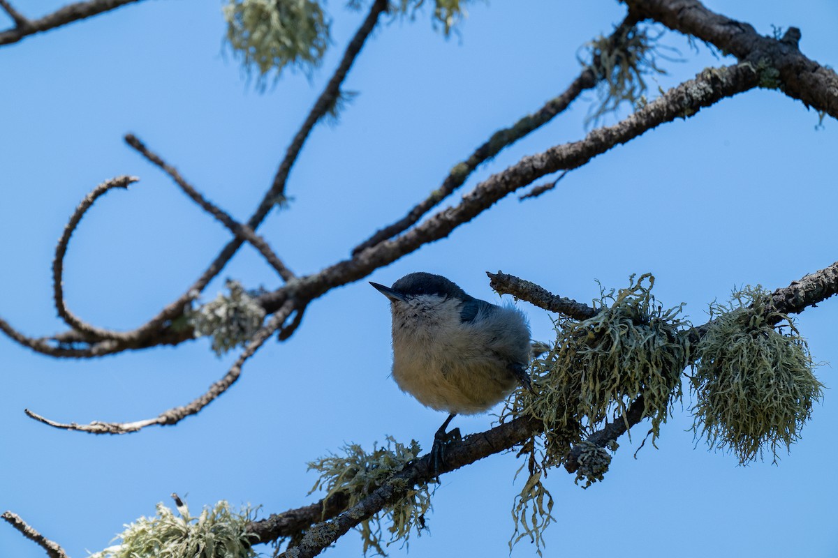 Pygmy Nuthatch - ML620776161