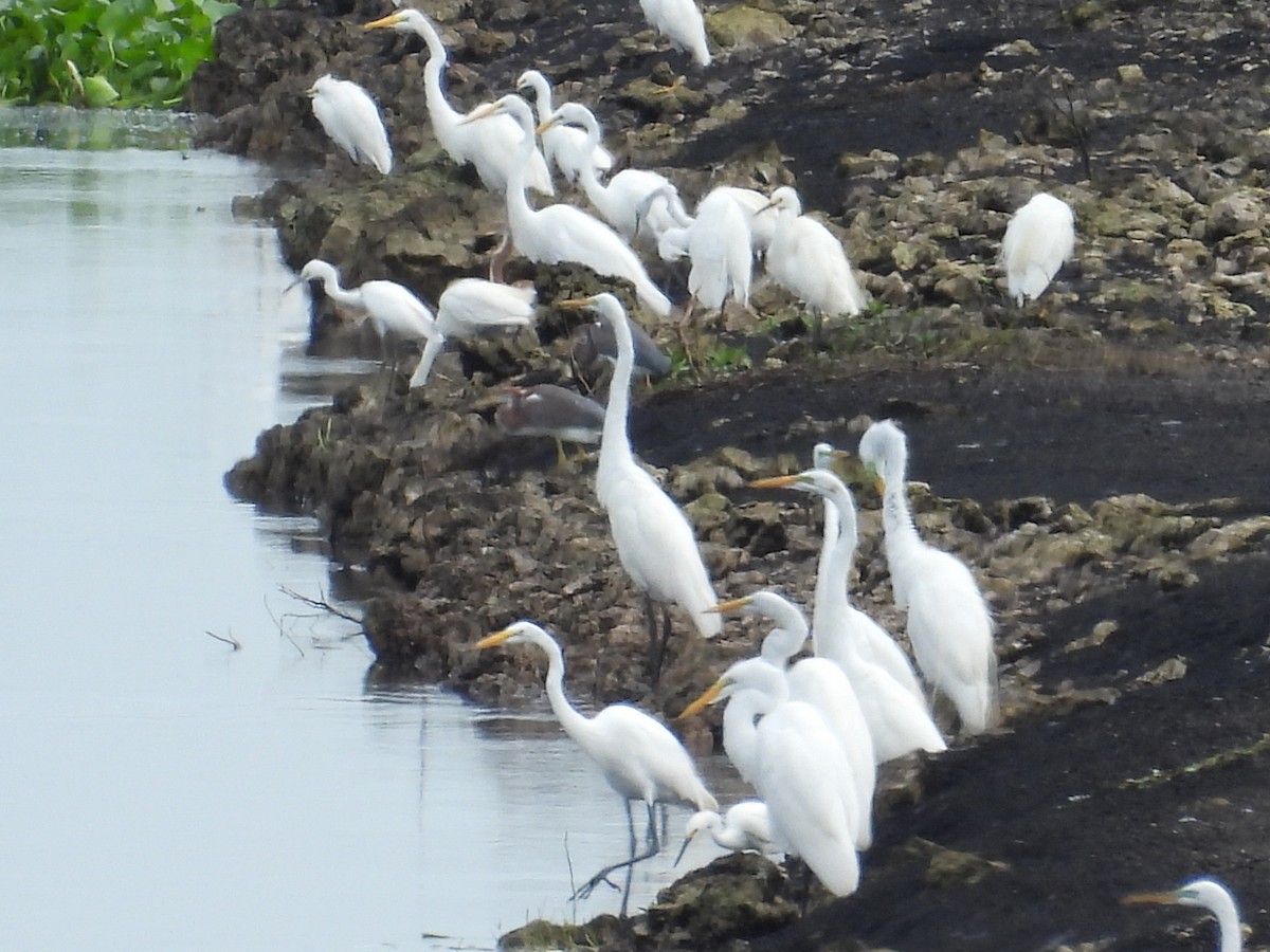 Great Egret - ML620776162