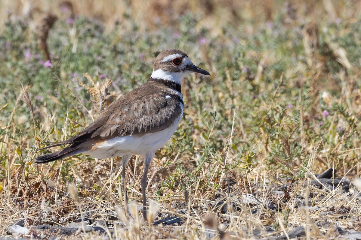 Killdeer - Gaurav Manglik