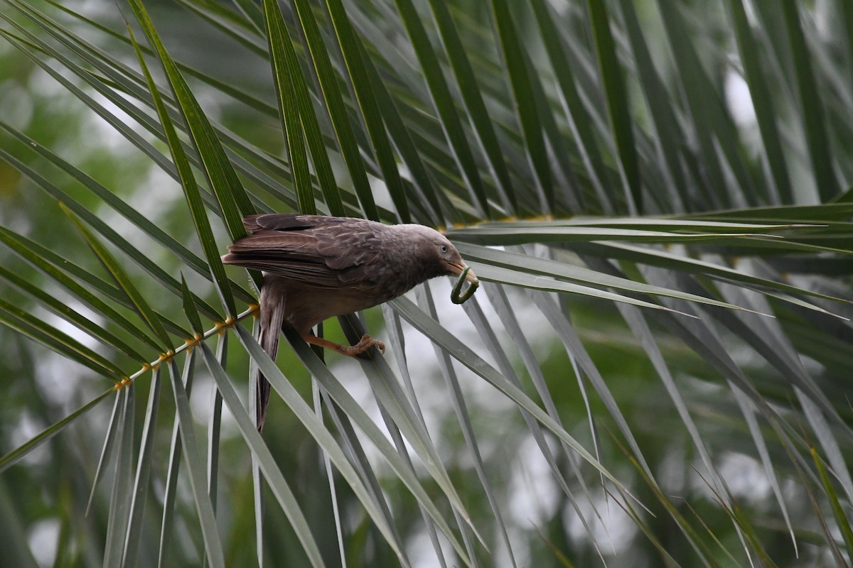 Yellow-billed Babbler - ML620776165