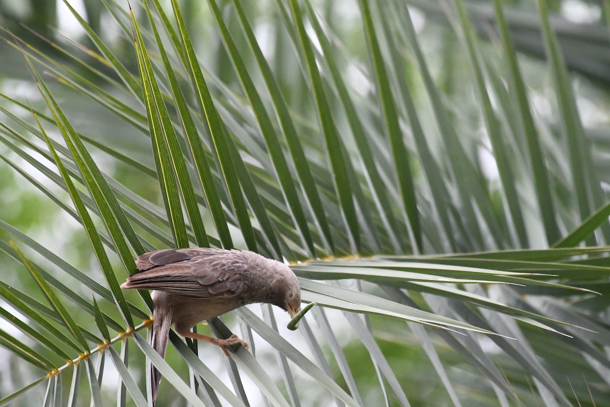 Yellow-billed Babbler - ML620776166