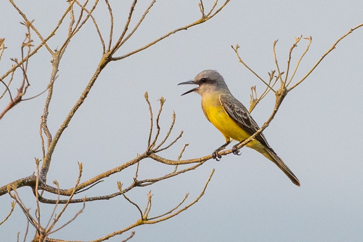 Tropical Kingbird - ML620776168