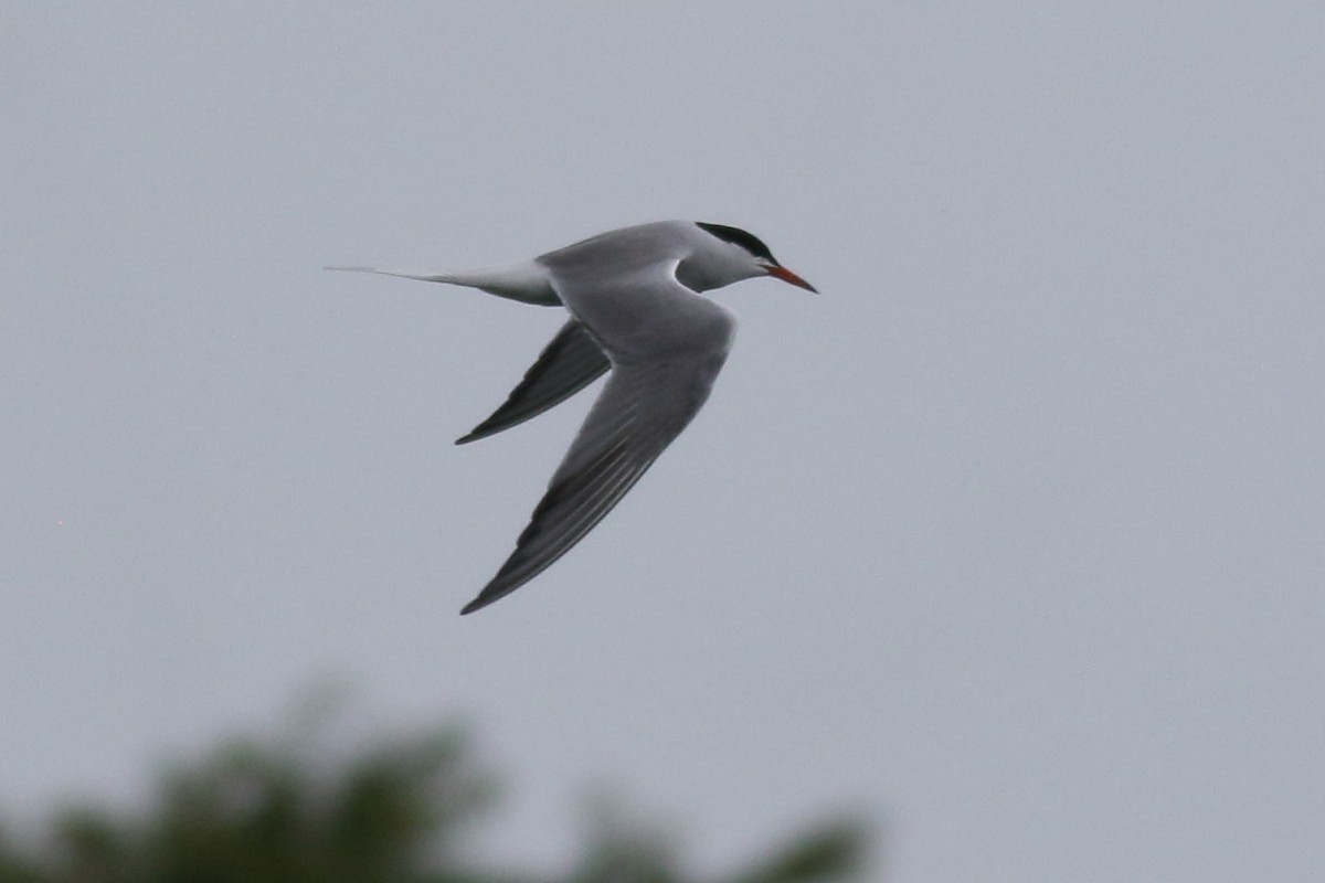 Common Tern - ML620776170