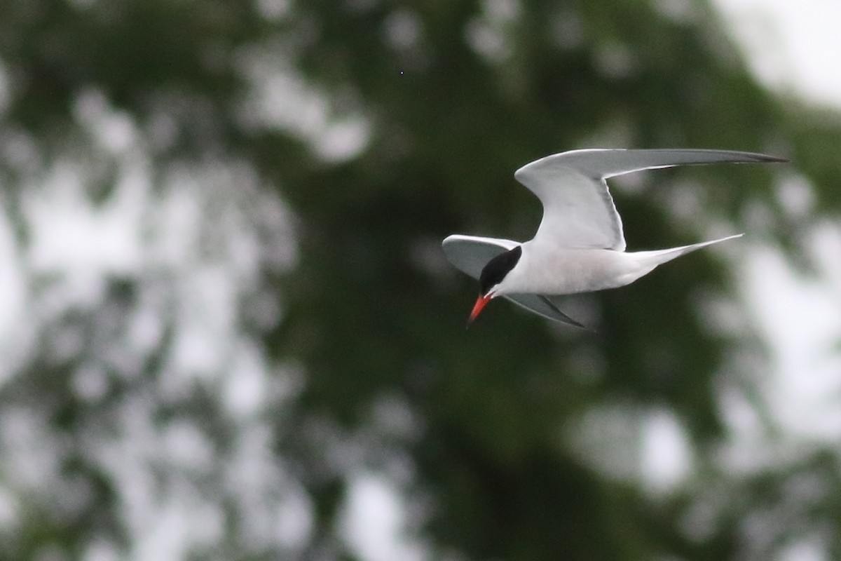 Common Tern - ML620776171