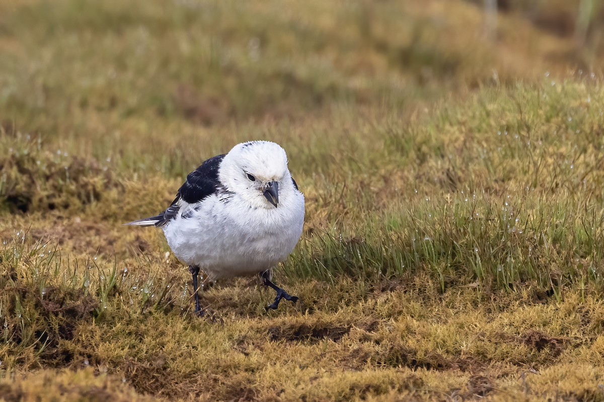 Snow Bunting - ML620776173