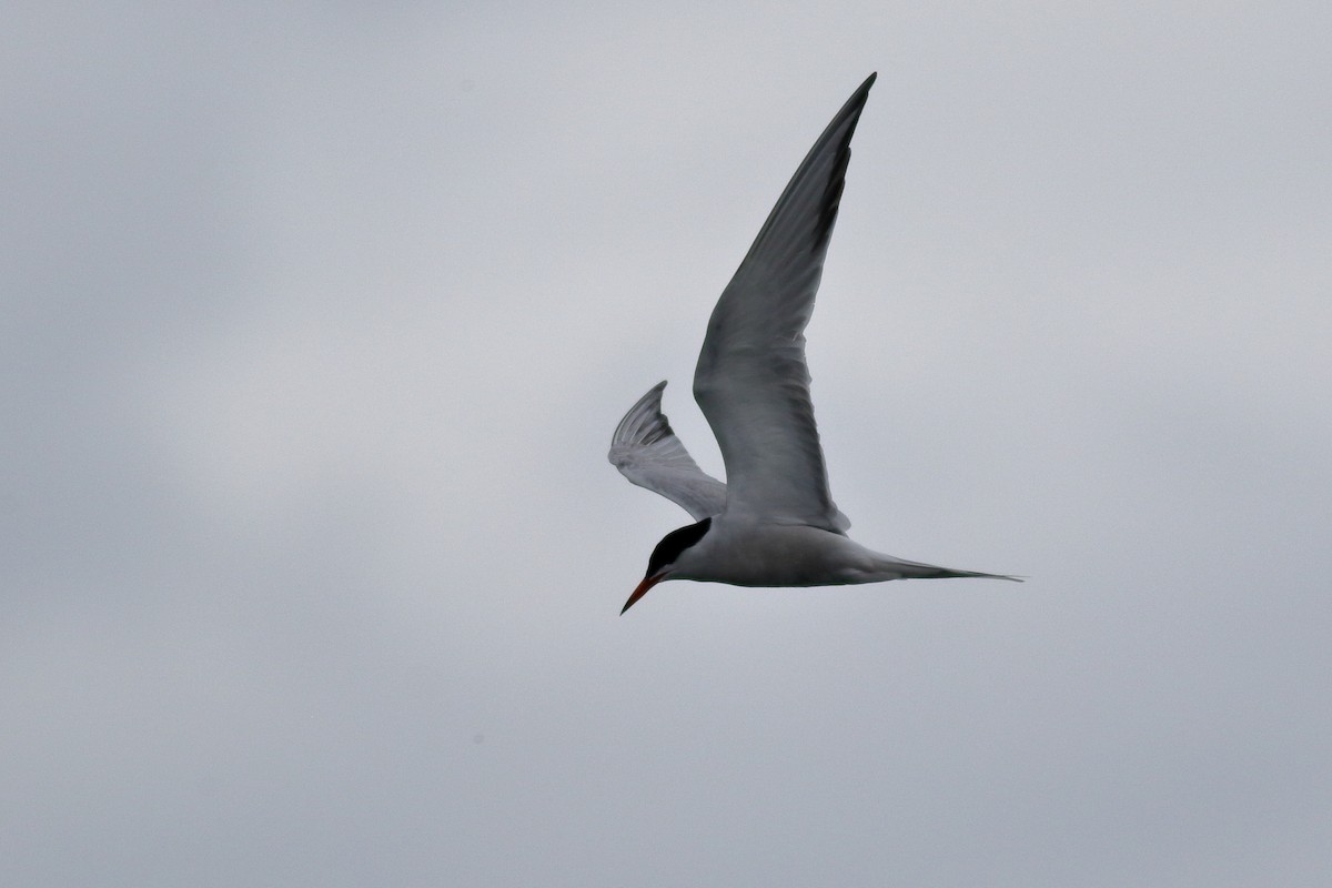 Common Tern - ML620776175