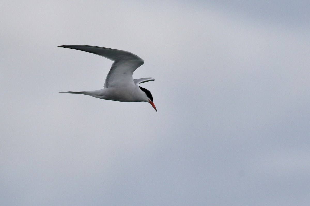 Common Tern - ML620776176