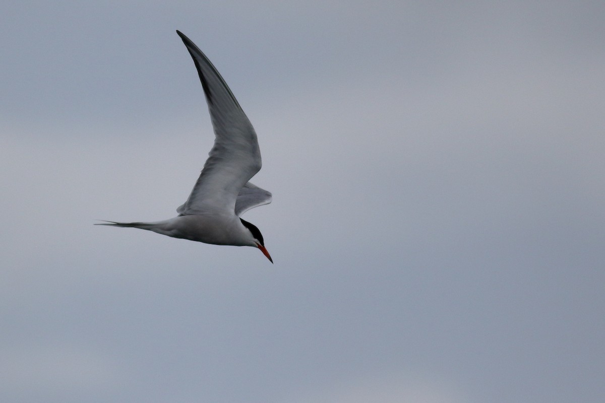 Common Tern - ML620776177