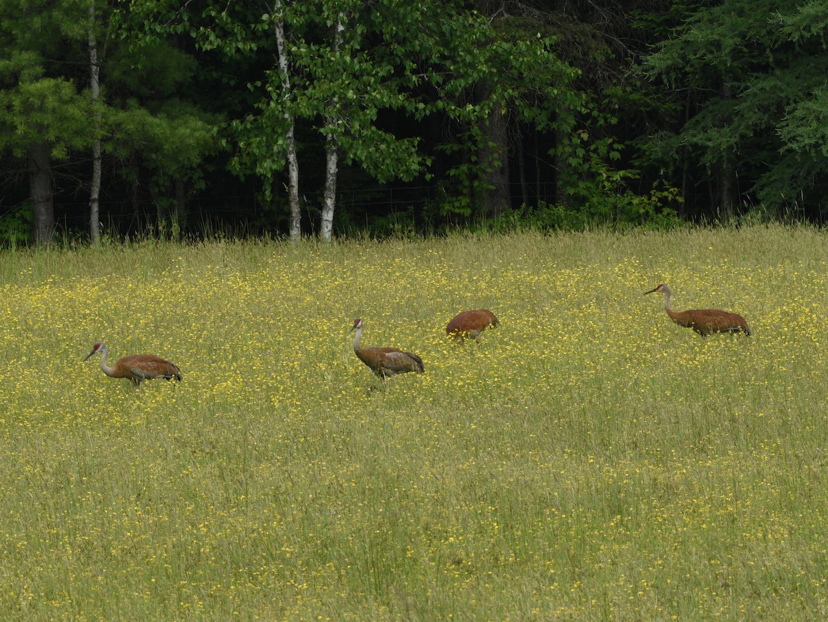 Sandhill Crane - ML620776179