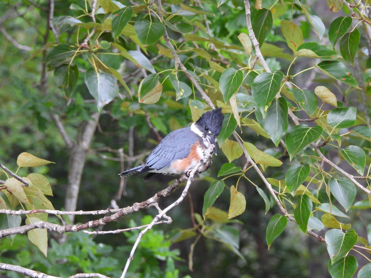 Belted Kingfisher - ML620776183