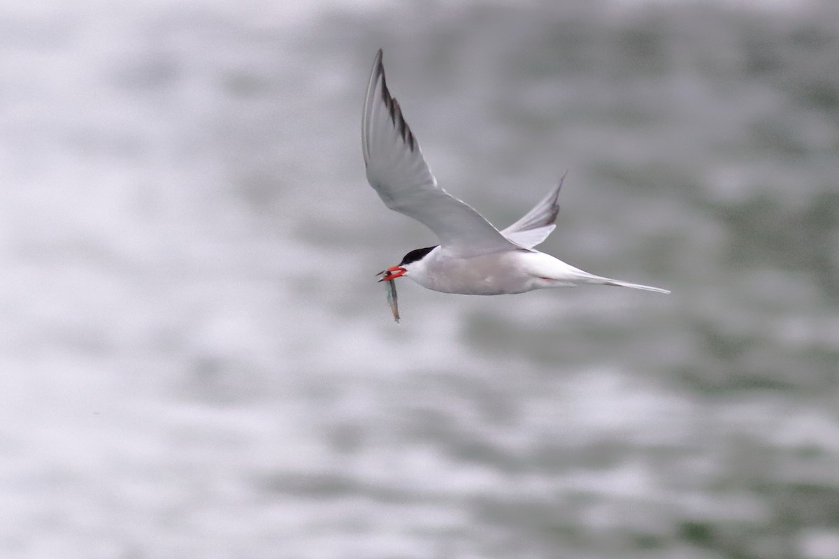 Common Tern - ML620776185