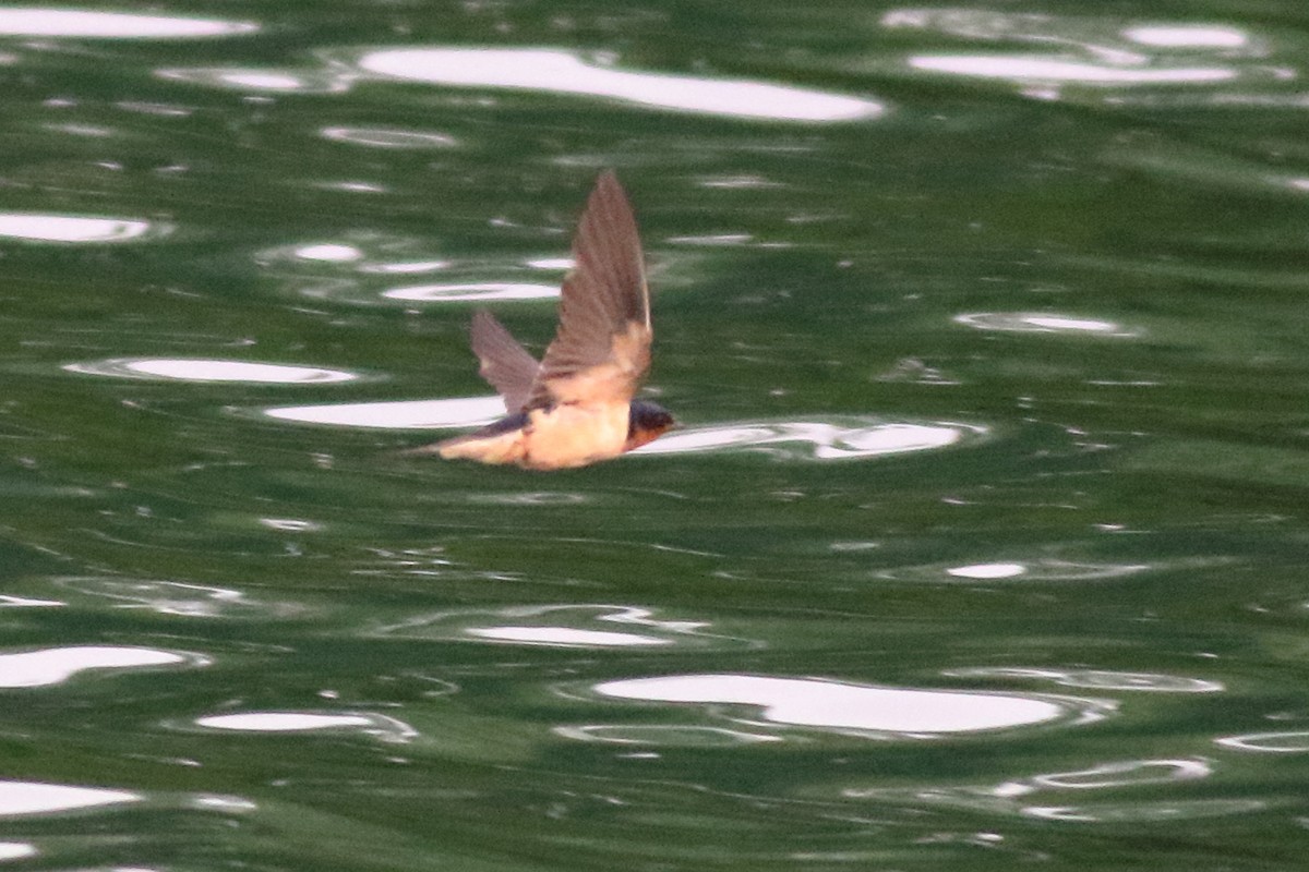 Barn Swallow - ML620776188