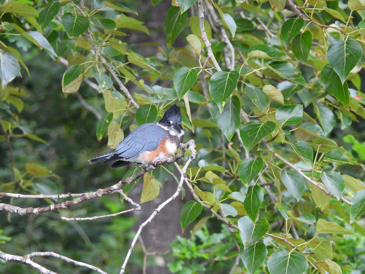 Belted Kingfisher - ML620776190