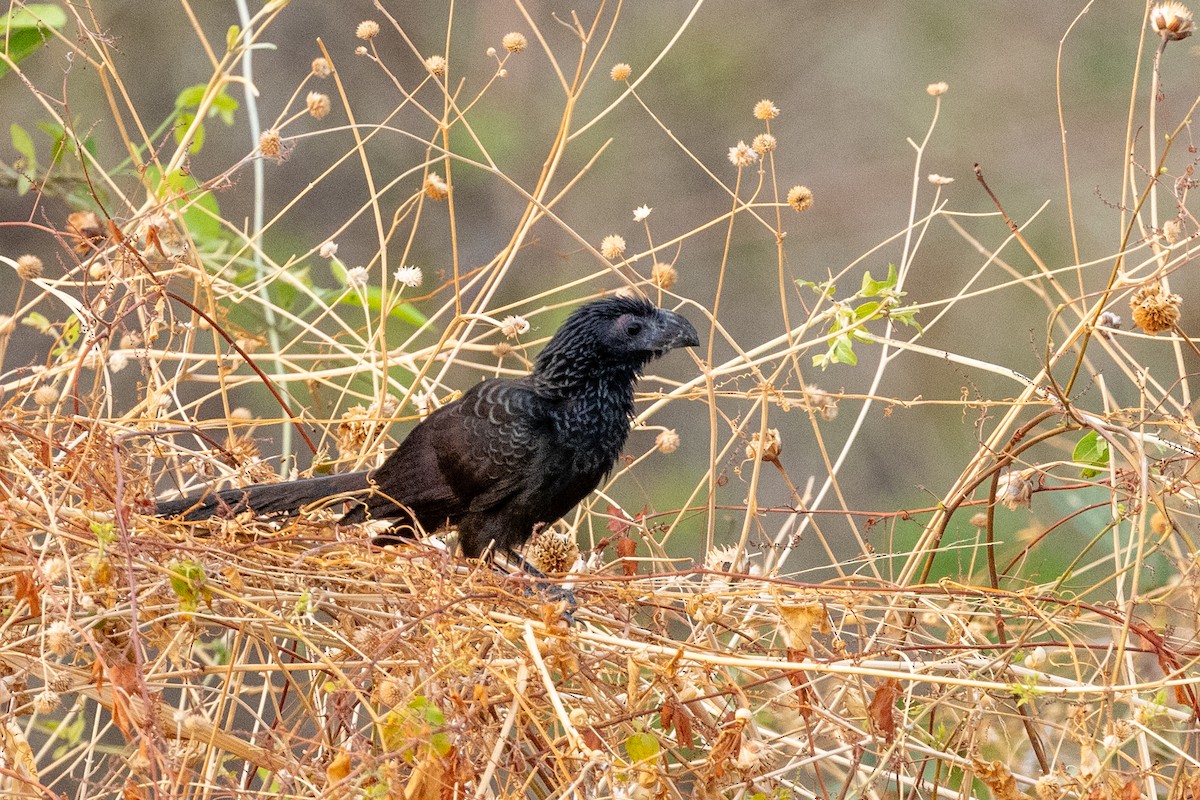 Groove-billed Ani - ML620776192