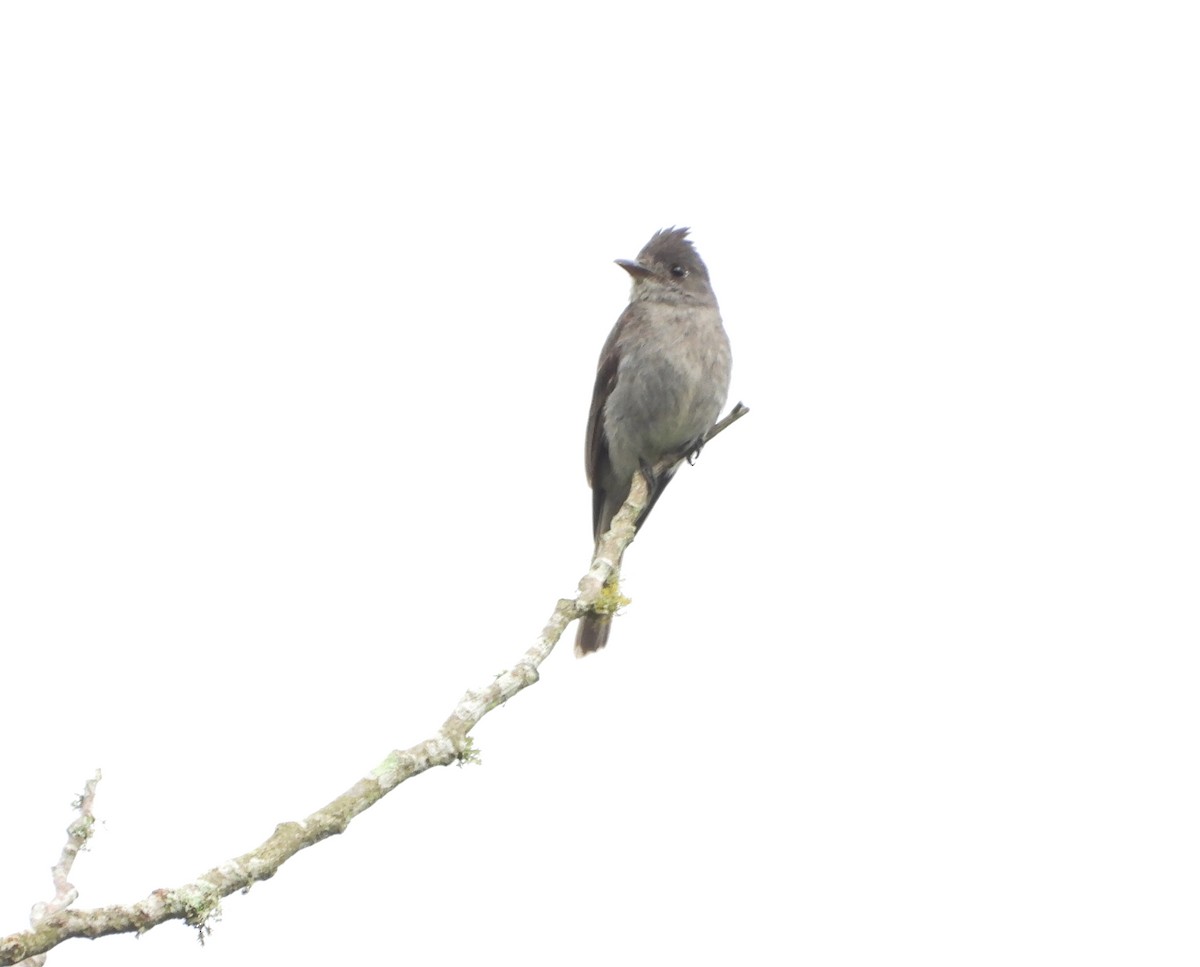 Smoke-colored Pewee - ML620776196