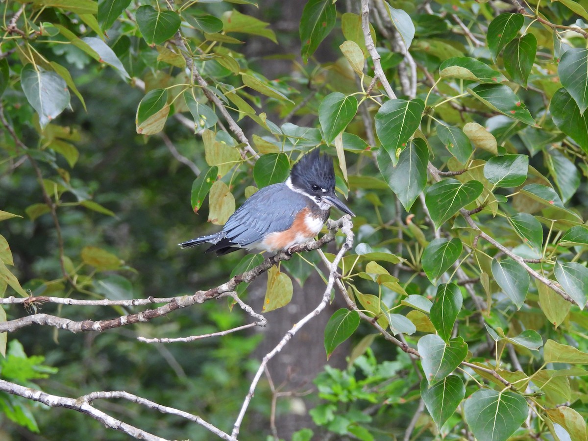 Belted Kingfisher - ML620776203