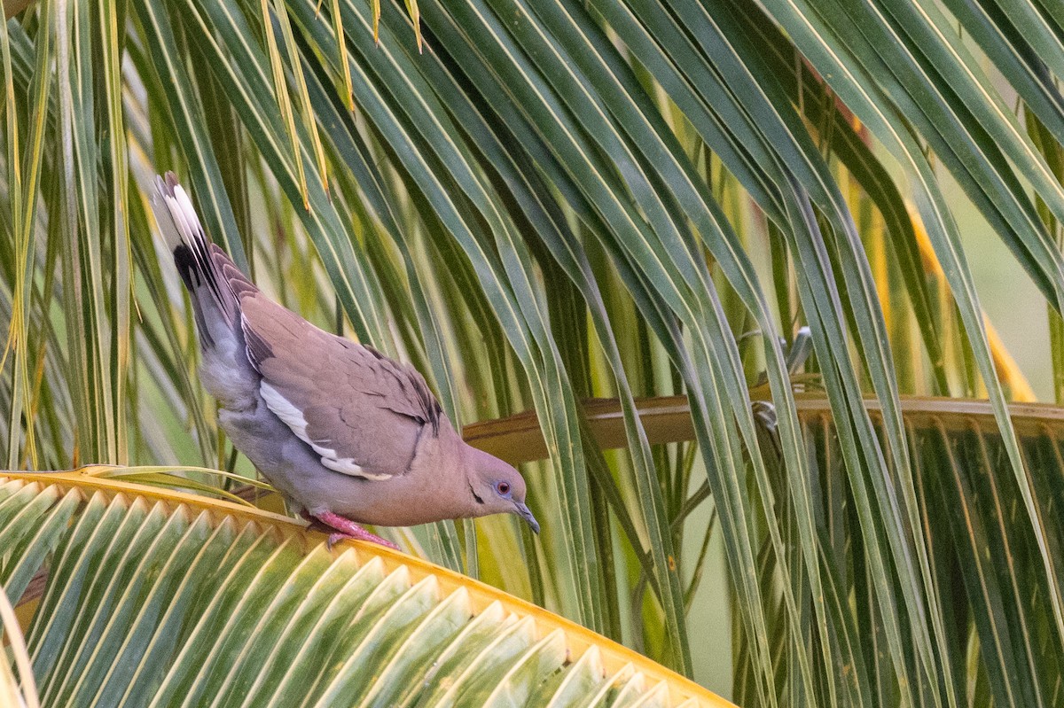 White-winged Dove - Lutz Duerselen