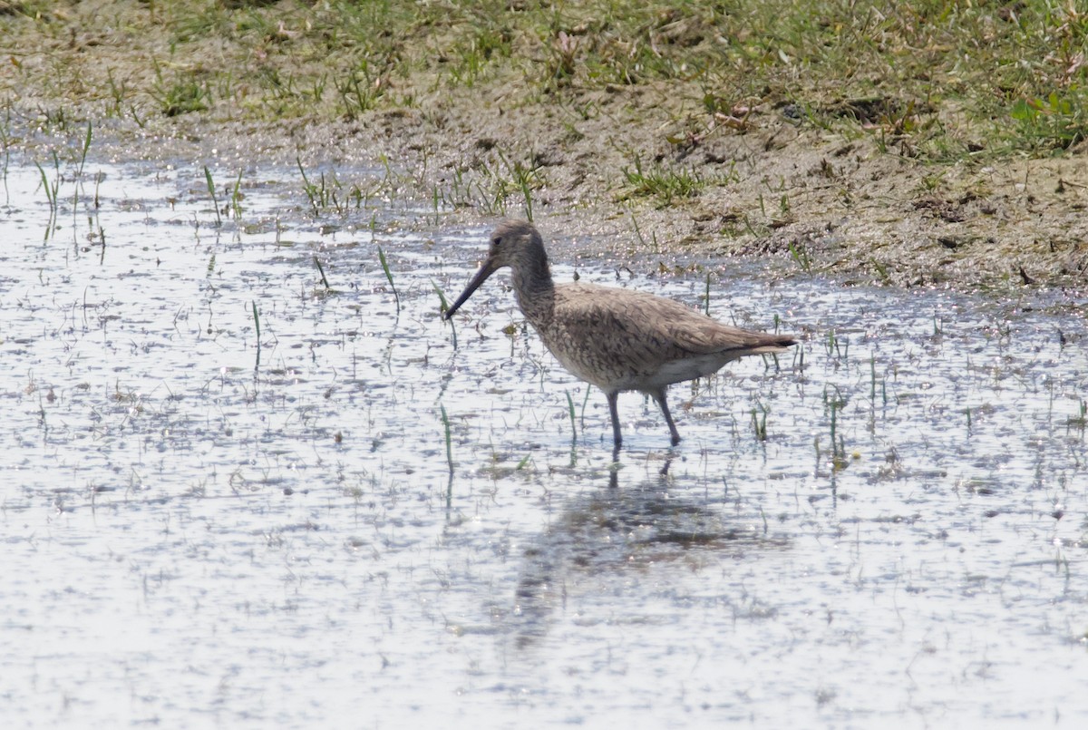 Willet - ML620776209