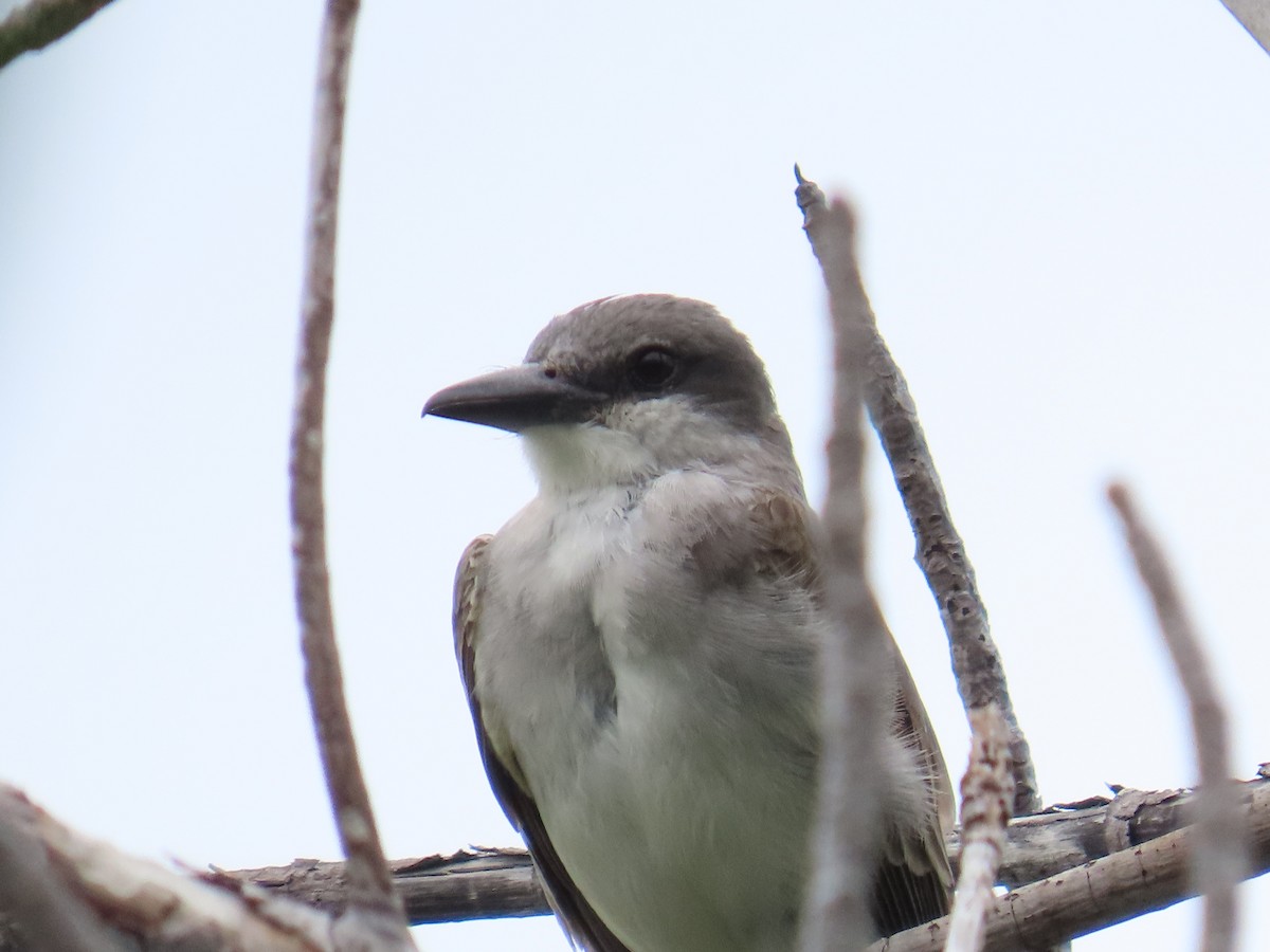 Gray Kingbird - ML620776212