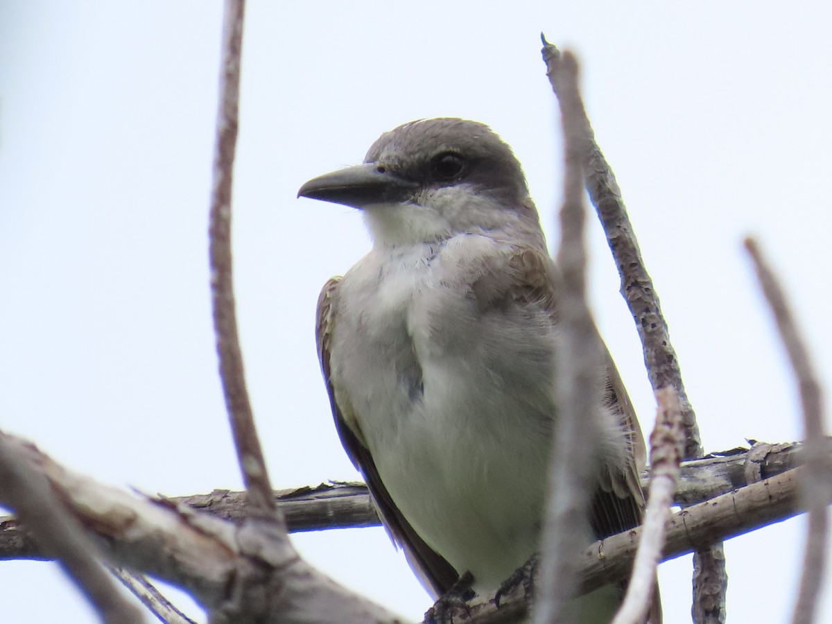 Gray Kingbird - ML620776213