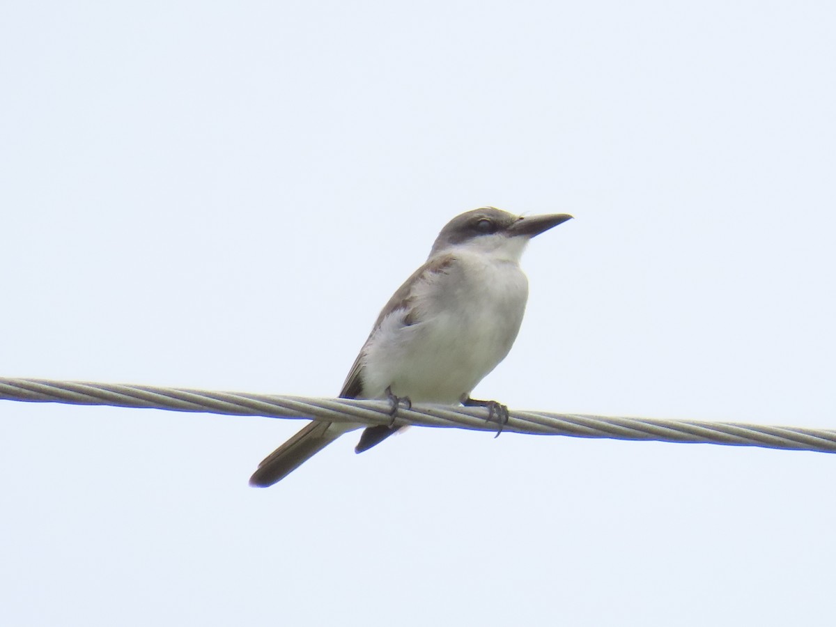 Gray Kingbird - ML620776214