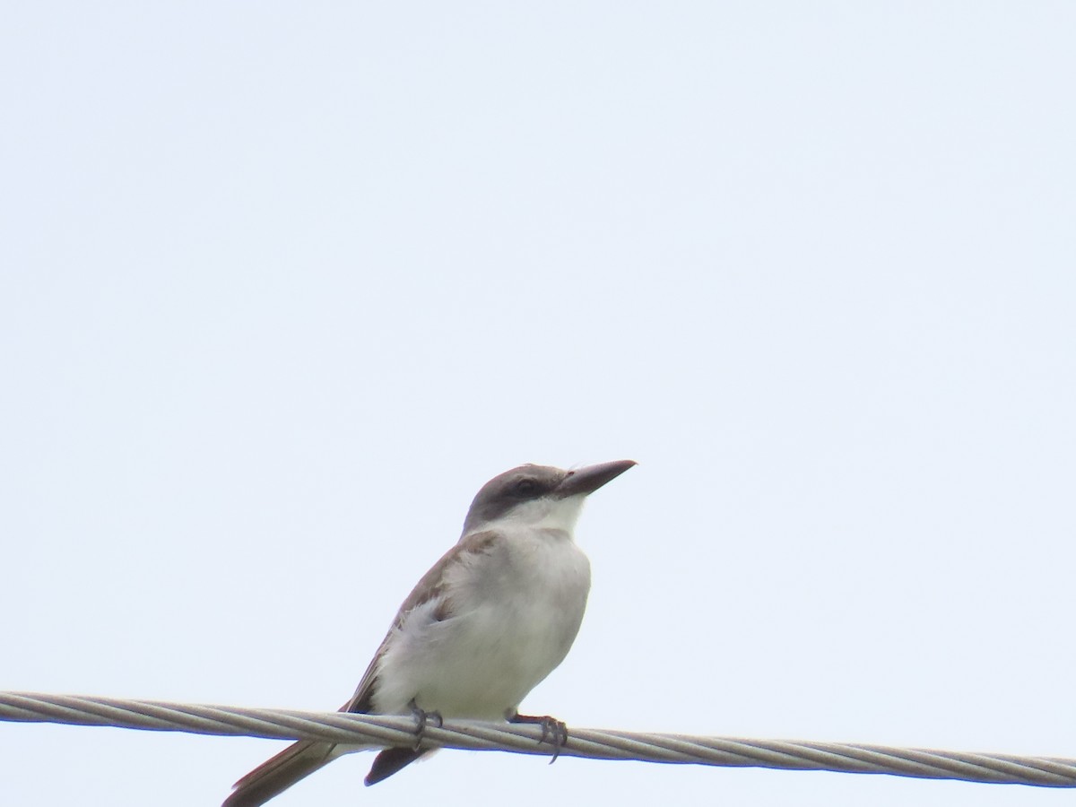 Gray Kingbird - ML620776215