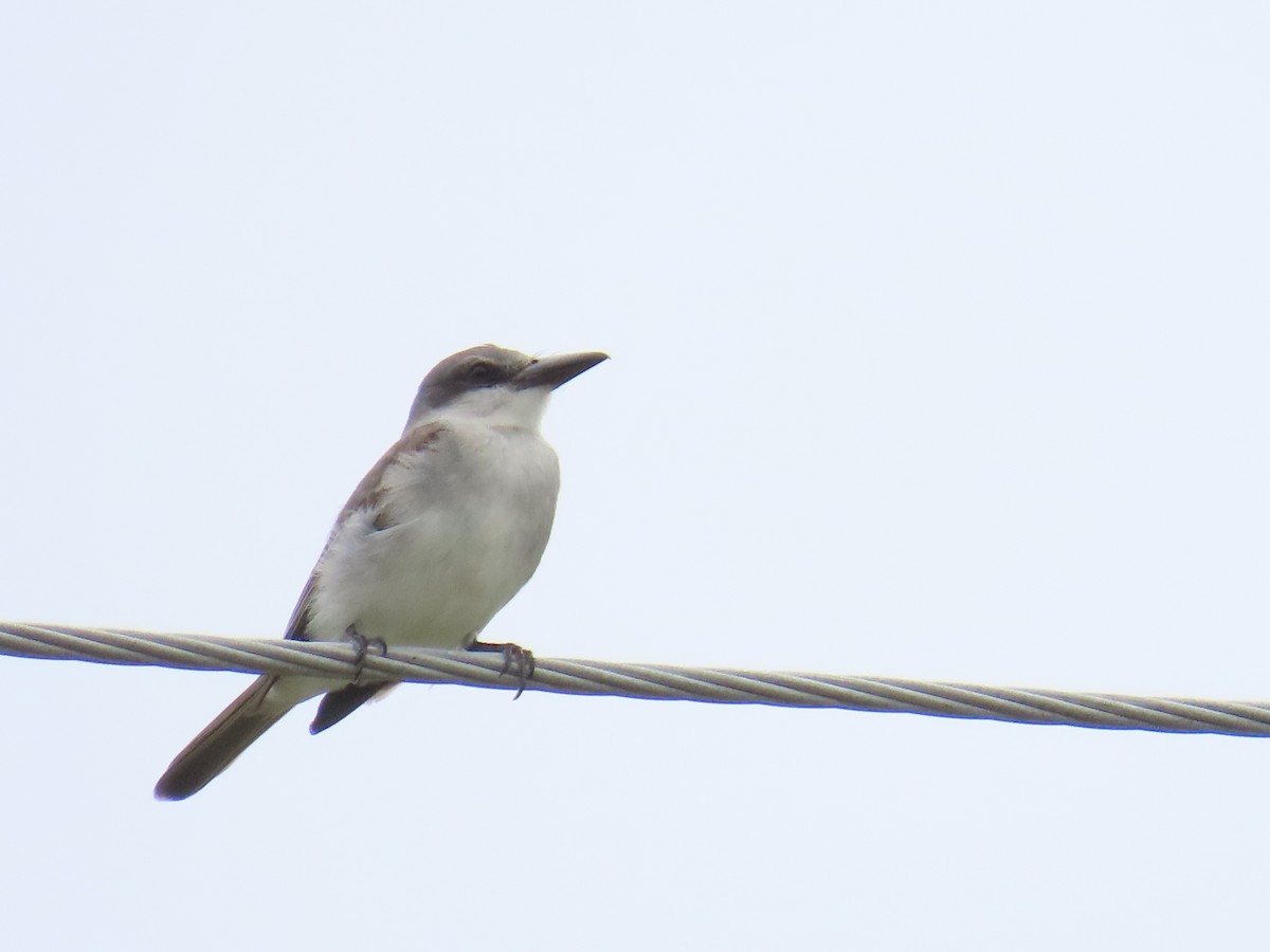 Gray Kingbird - ML620776216