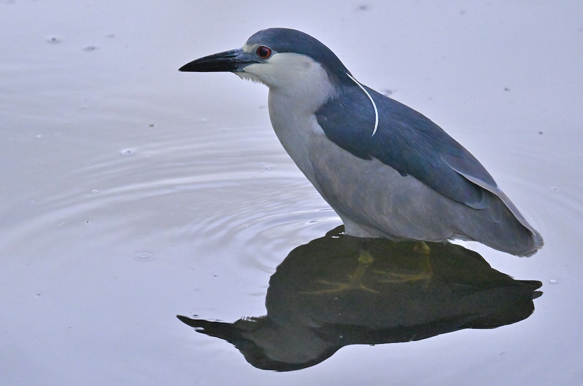 Black-crowned Night Heron - ML620776225