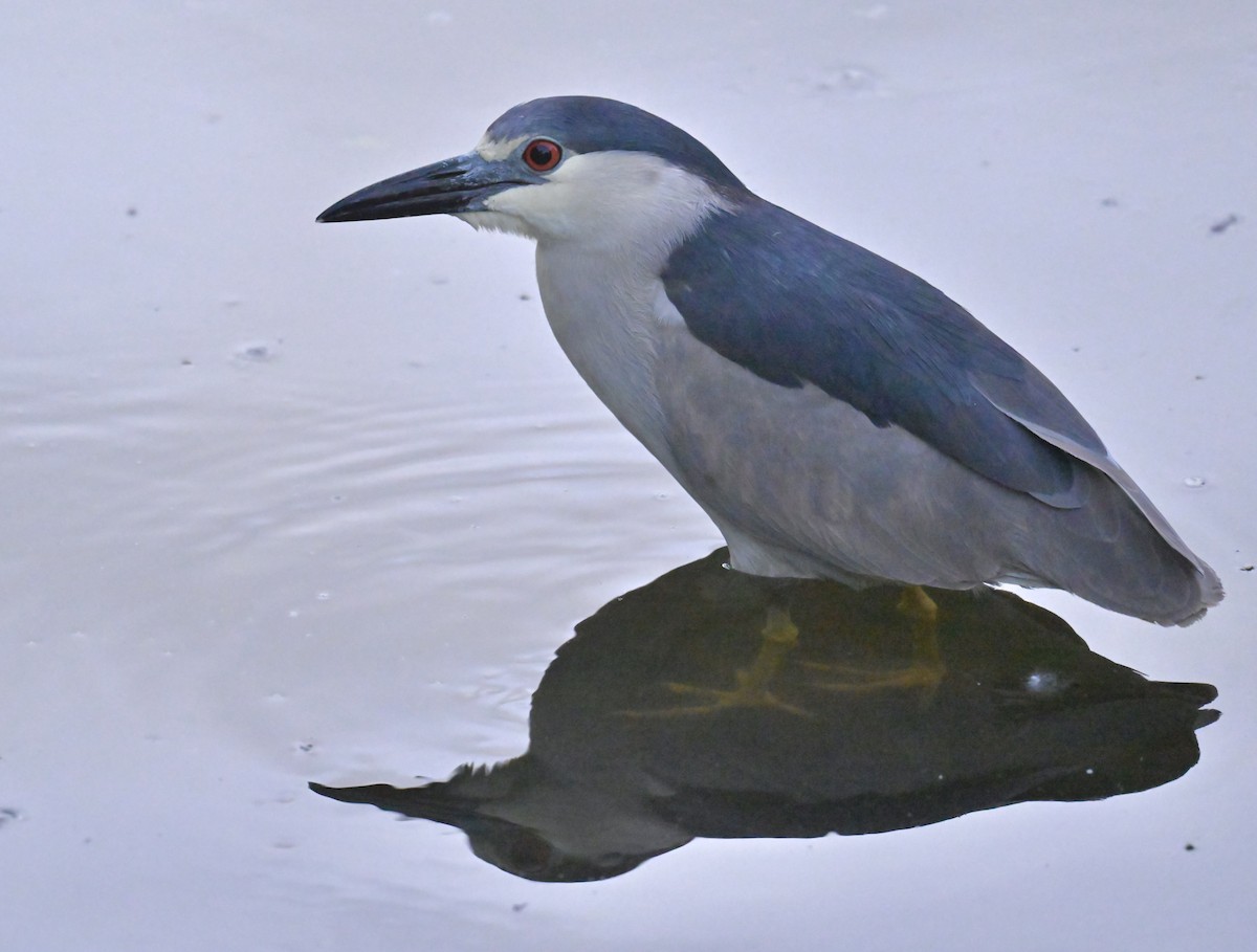 Black-crowned Night Heron - ML620776228