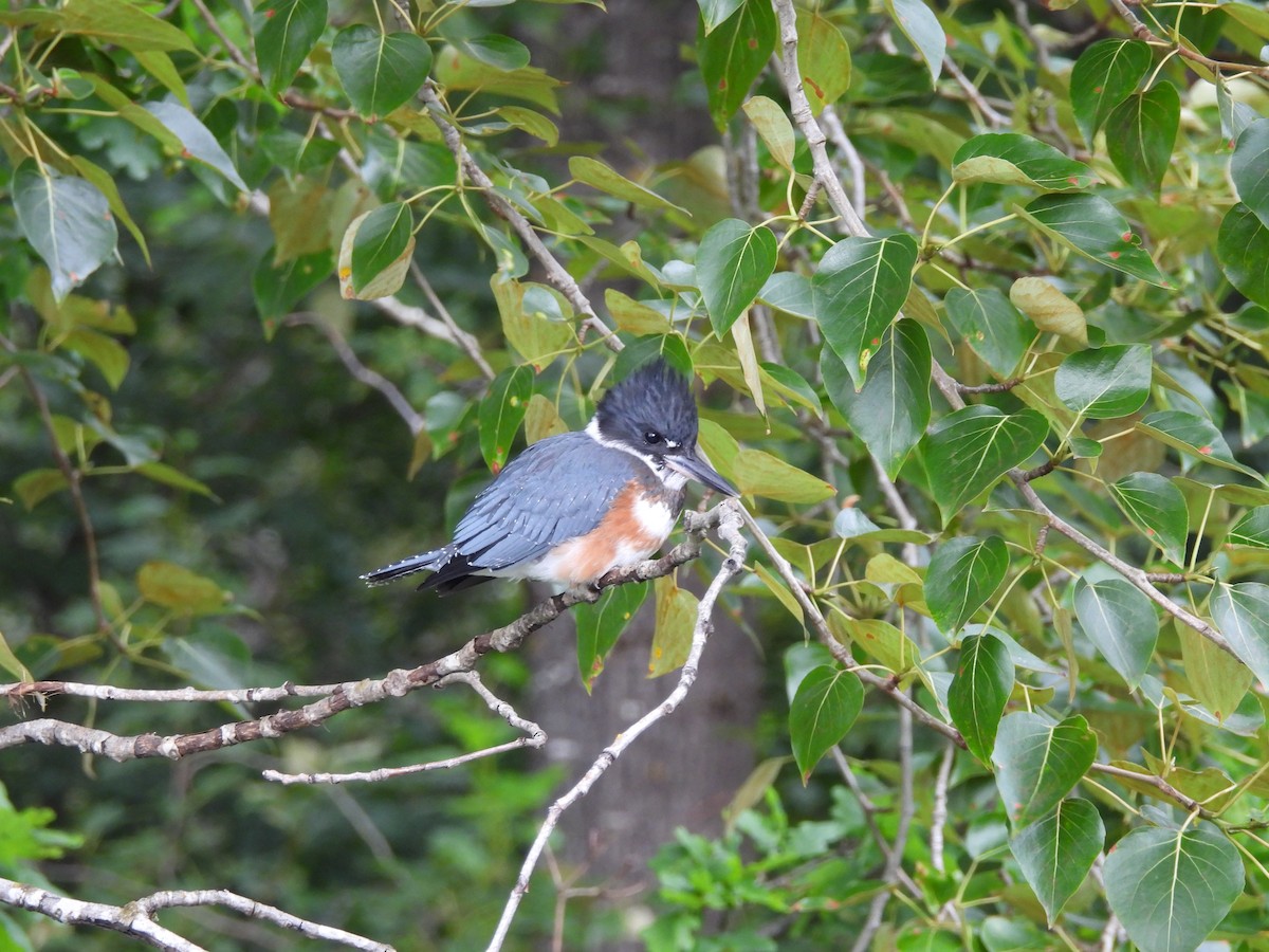 Belted Kingfisher - ML620776230
