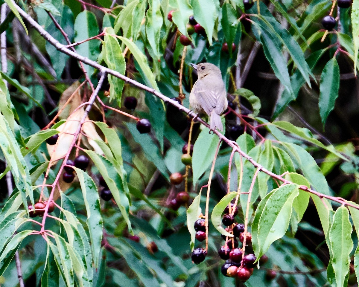 Cinnamon-bellied Flowerpiercer - ML620776231