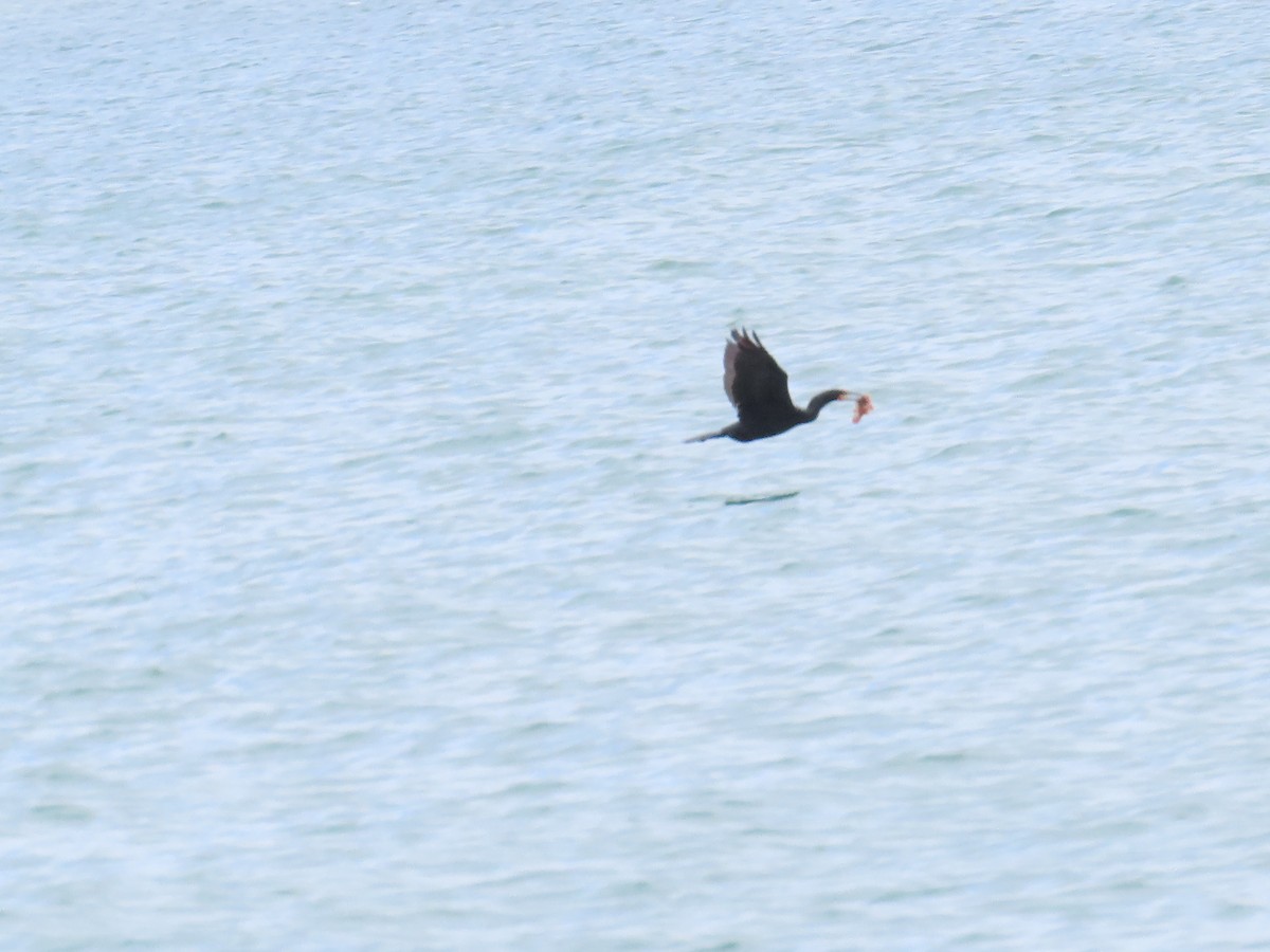 Double-crested Cormorant - ML620776232