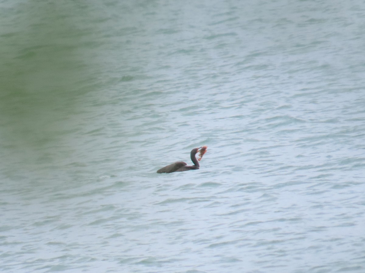 Double-crested Cormorant - ML620776234