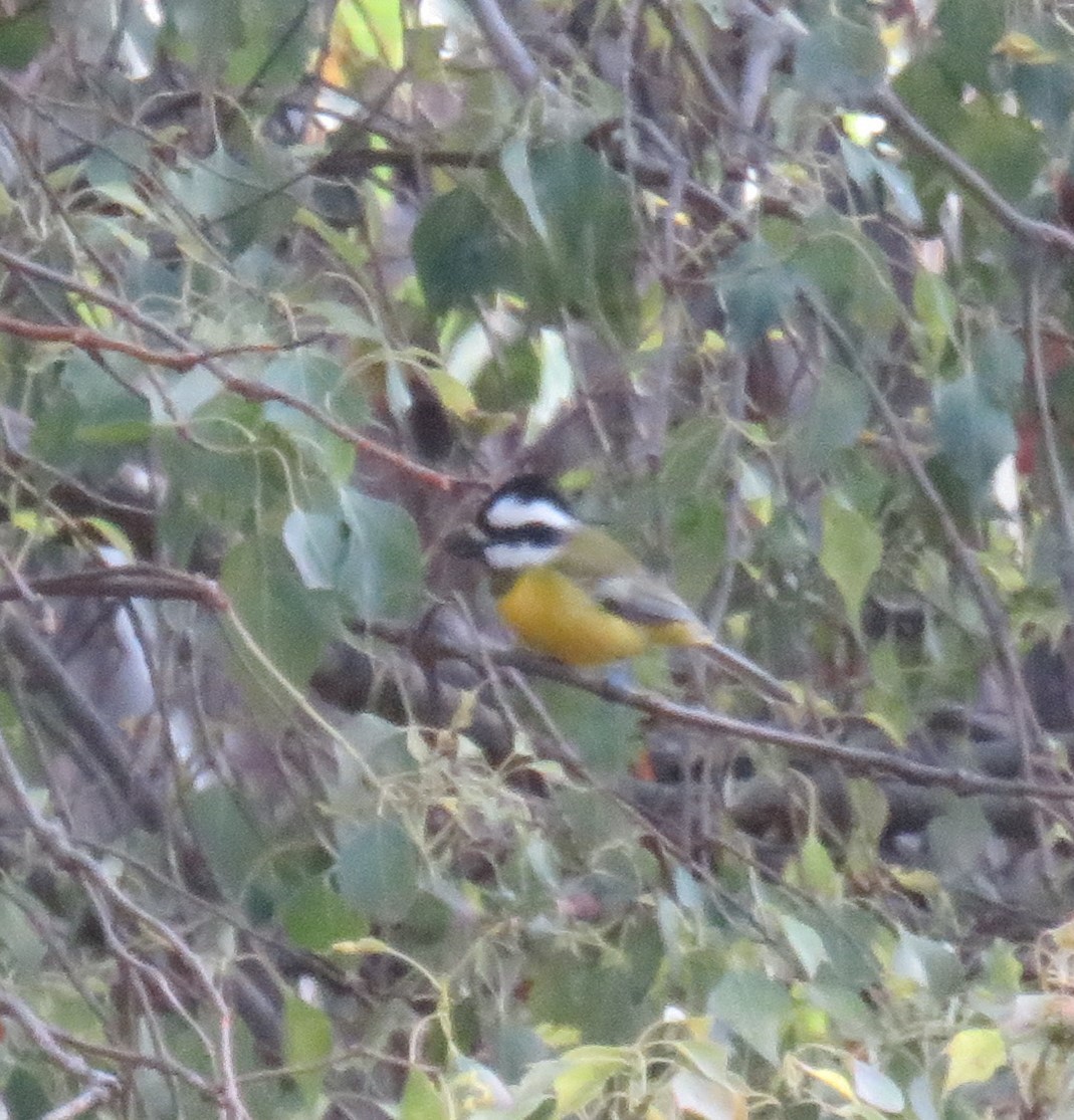 Eastern Shrike-tit - ML620776236