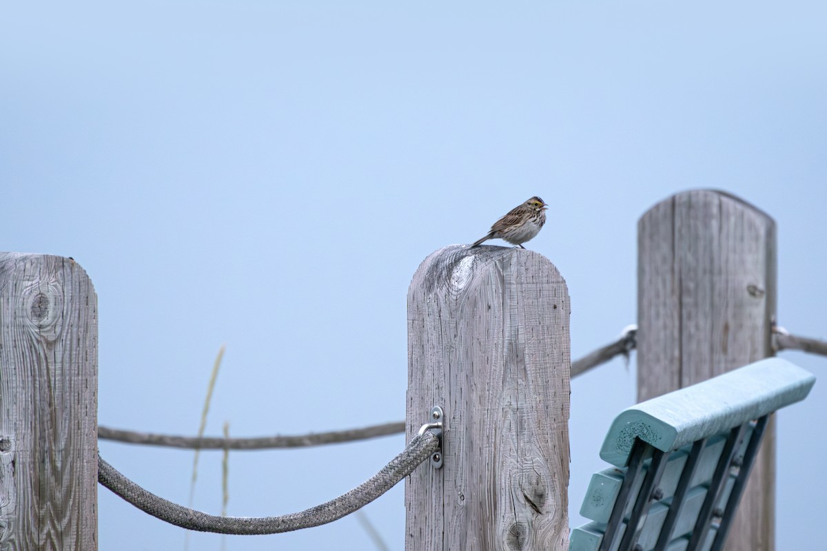 Savannah Sparrow - ML620776237