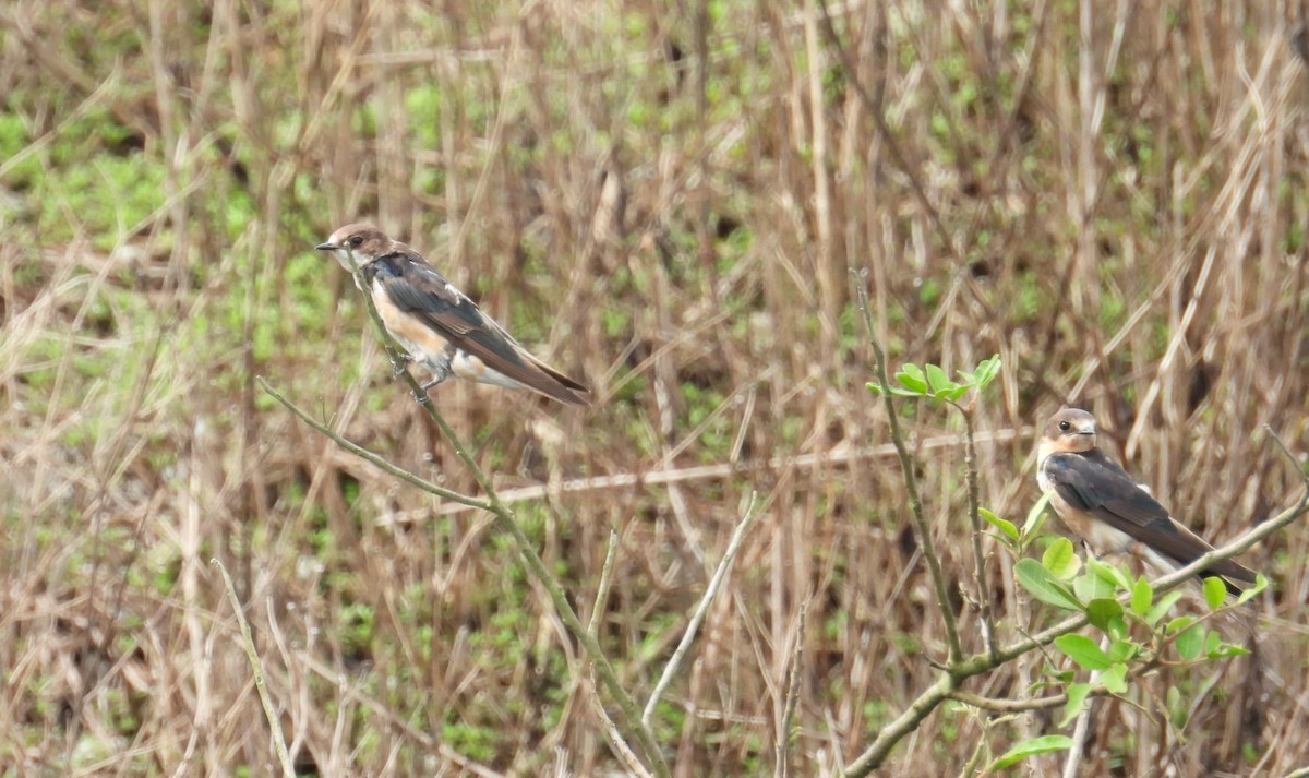 Golondrina Común - ML620776238