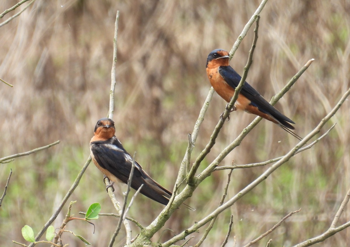 Golondrina Común - ML620776239