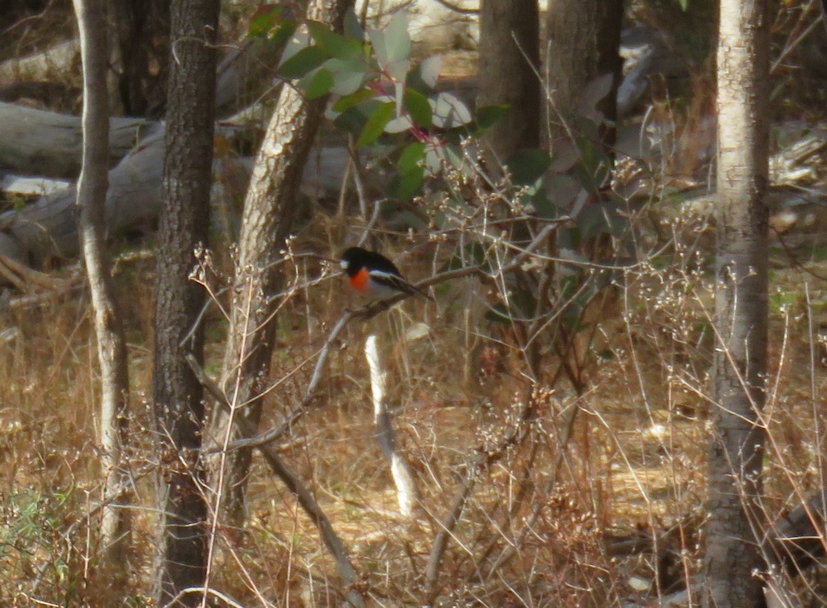 Scarlet Robin - ML620776242