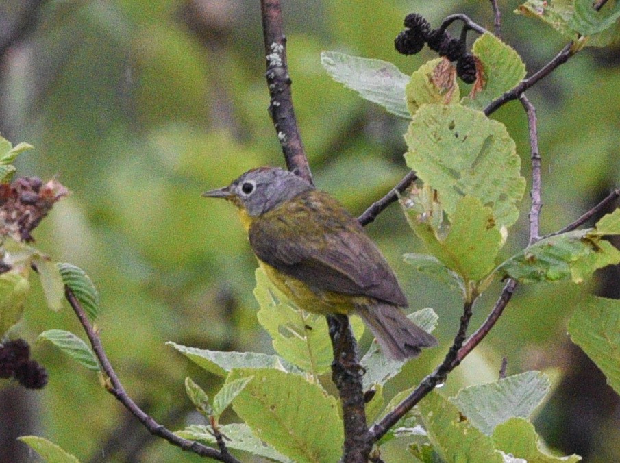 Nashville Warbler - ML620776243