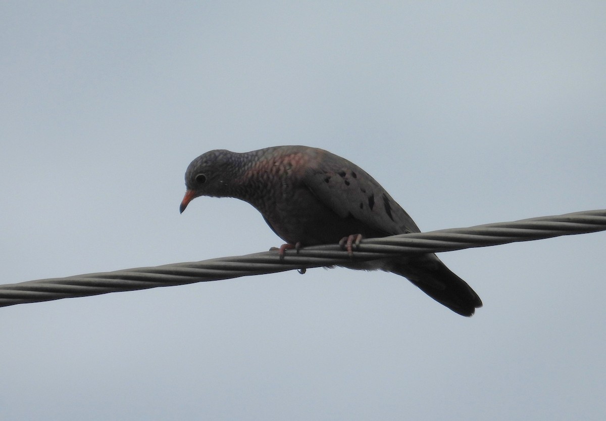 Common Ground Dove - ML620776248