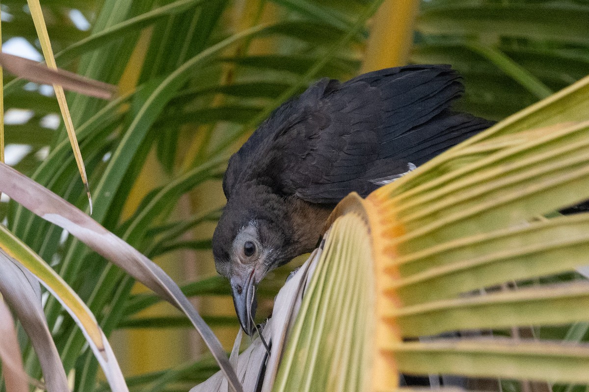 Great-tailed Grackle - ML620776250