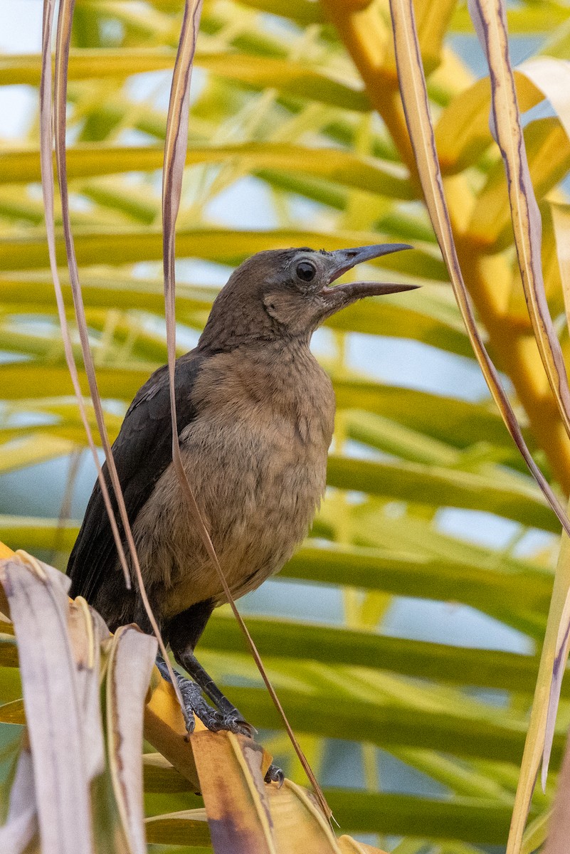 Great-tailed Grackle - Lutz Duerselen